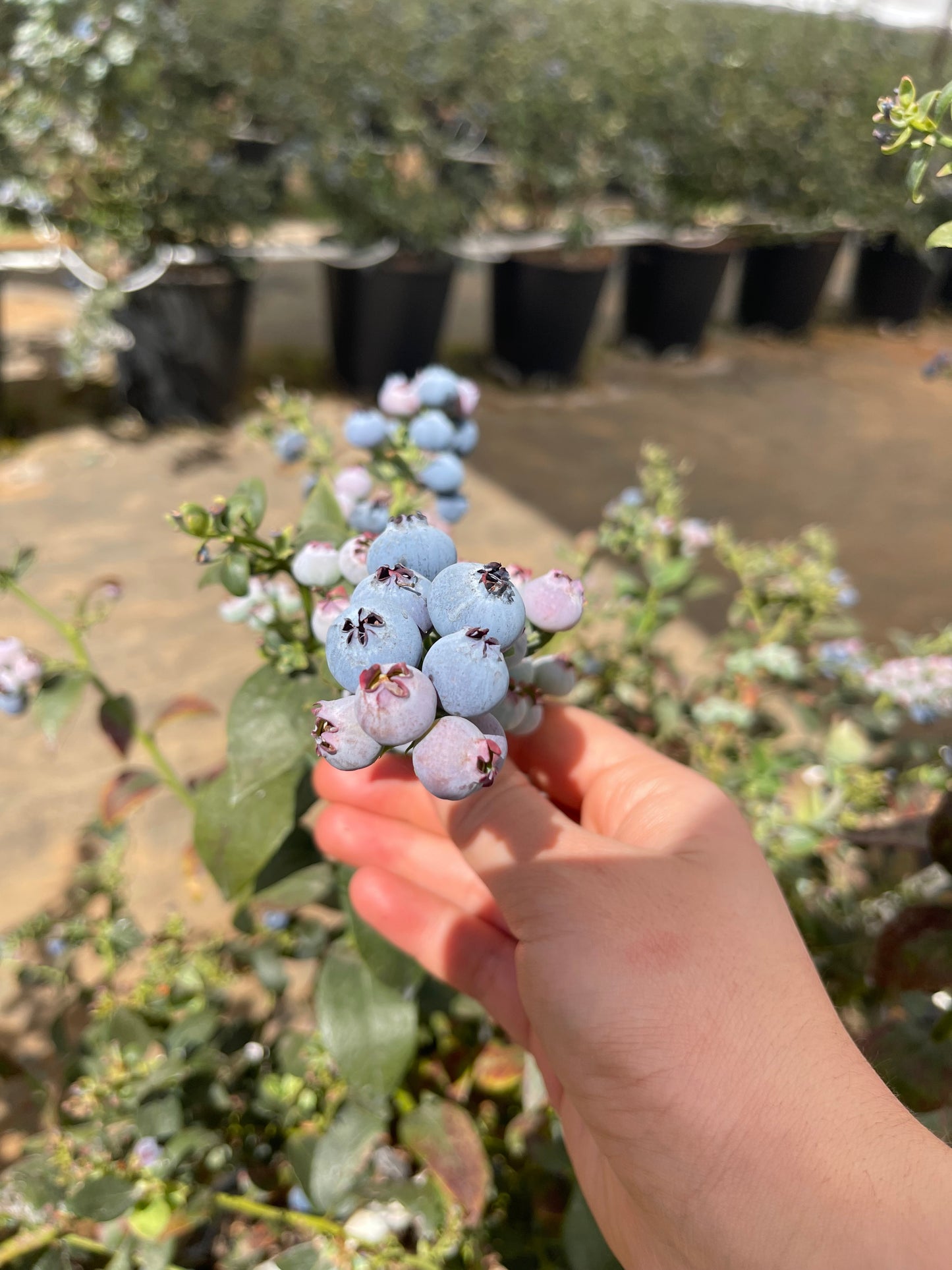 Mermelada de blueberry con monk fruit 🫐🌱 320g